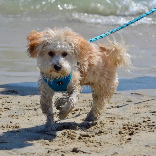 12 Dog-Friendly Beaches in Florida